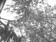 your name in the bamboo grove neils-bamboo