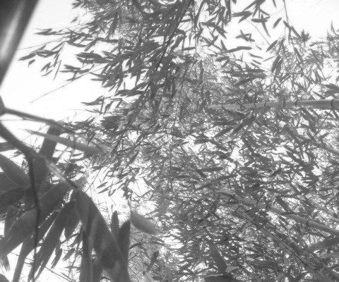 your name in the bamboo grove neils-bamboo