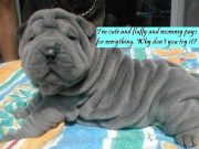 Dogs and Puppies and the New Media