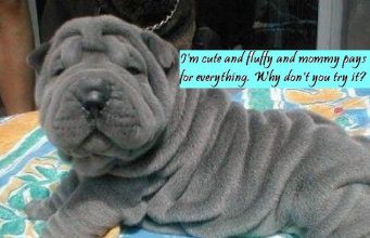 Dogs and Puppies and the New Media