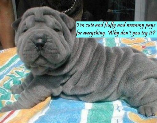 Dogs and Puppies and the New Media