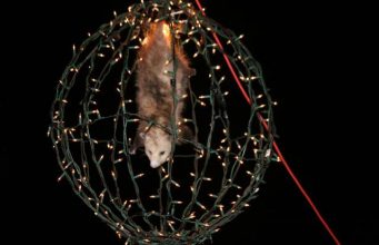 Happy New Possum