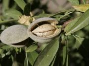 NYT: Water Source for Almonds in California May Run Dry.