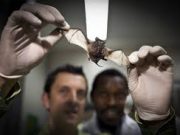 NYT: Source of Ebola Outbreak in West Africa Might Be Bats, Study Says.