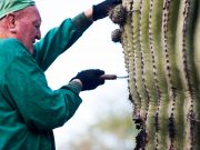 More Pricks than Docs and then Some More