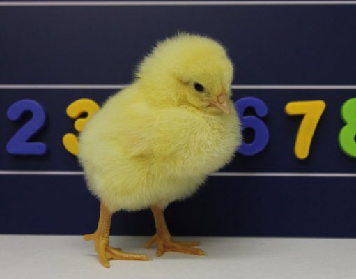 NYT: Chickens Agree Left Means Less; Right Means More