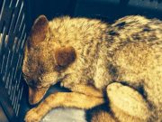 The Chelsea Coyote Story