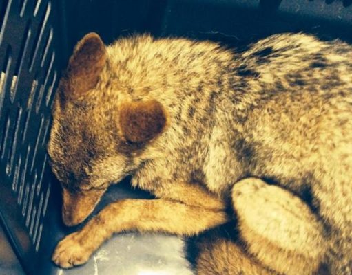 The Chelsea Coyote Story