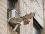 Hawk Down! TPV Exclusive Scoop!