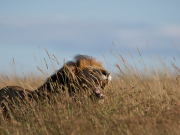 Cecil the Lion: A Life Well Lived