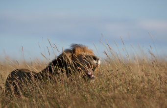 Cecil the Lion: A Life Well Lived
