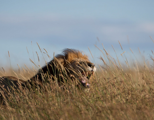 Cecil the Lion: A Life Well Lived