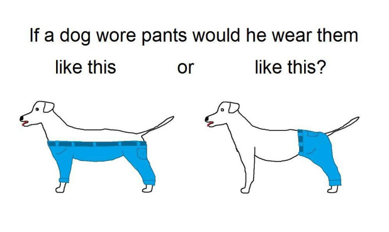 Dog Pants. MUST CREDIT: Norbert K