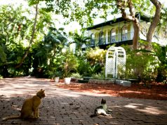 The Luck of the Hemingway Cats