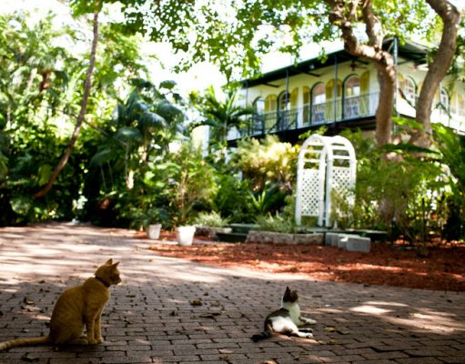 The Luck of the Hemingway Cats