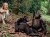 Injections Providing Protection Against AIDS in Monkeys, Studies Find. Most monkeys don’t go clubbing
