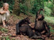 Injections Providing Protection Against AIDS in Monkeys, Studies Find. Most monkeys don’t go clubbing