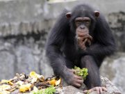 NY Ain’t the Planet of the Apes, Court Rules