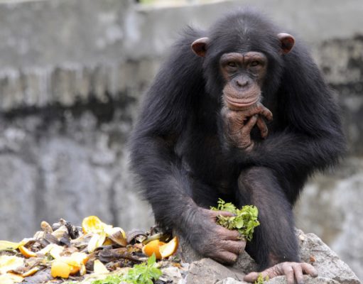 NY Ain’t the Planet of the Apes, Court Rules