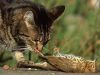 NYC Feral Cat Control: little old ladies collect cats; cats slaughter birds