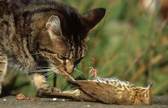 NYC Feral Cat Control: little old ladies collect cats; cats slaughter birds
