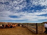 Cracks in the Street: Nevada Clarification