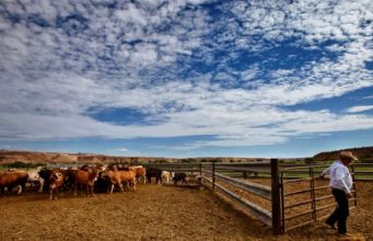 Cracks in the Street: Nevada Clarification